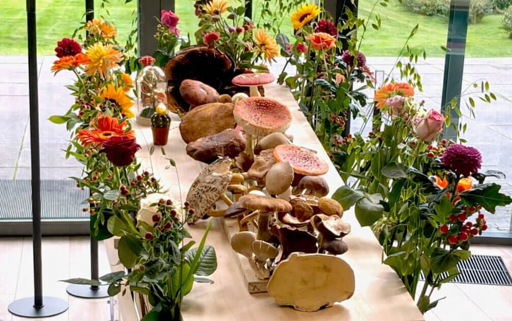 Paddenstoelen op een uitvaartkist
